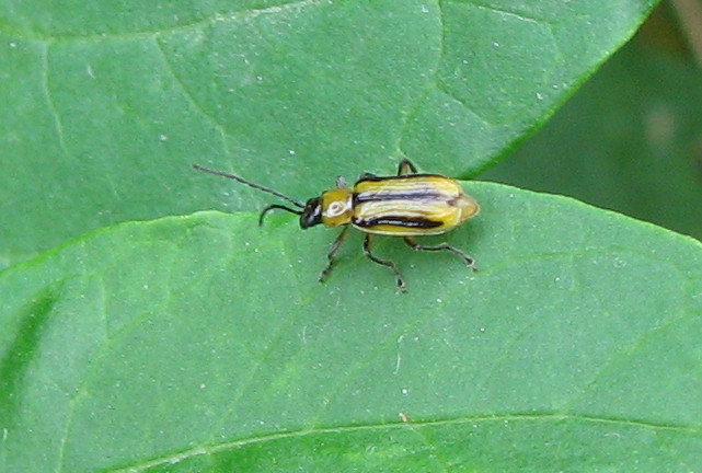 Diabrotica virgifera